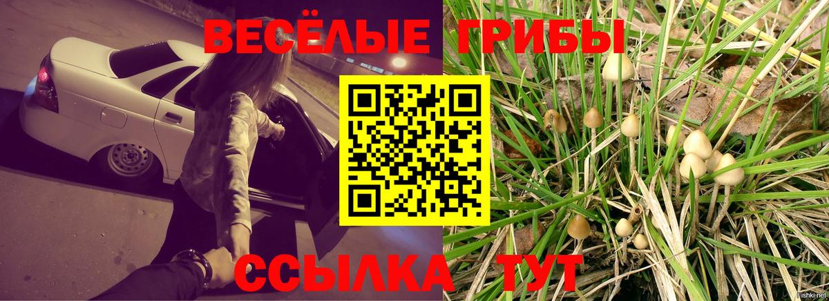 Псилоцибиновые грибы Psilocybe  Вход с VPN  Скопин 